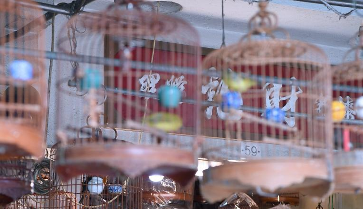 香港雀籠技藝：守護者覓得新傳人