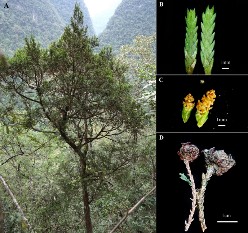广西喀斯特地貌区发现极危新物种广西黄金柏XxjwszC007090_20241029_CBMFN0A001