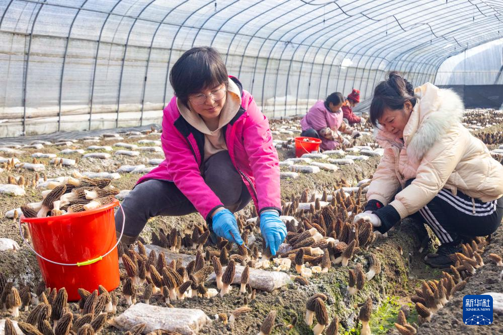 3月3日，农户在江苏省泰州市姜堰区顾高镇申俞村羊肚菌种植基地采摘羊肚菌。